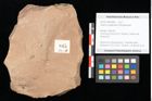 Foto (Objekt + Etikett) von Quercus palaeoilex Ettingshausen (NHMW-GEO-2024-0188-0845)